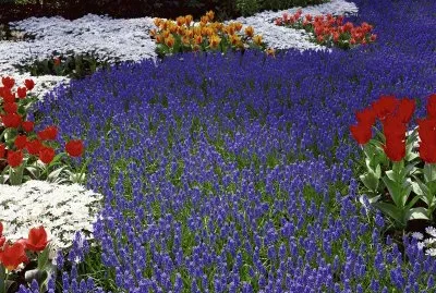 Colorful Garden
