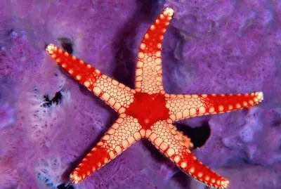 Starfish