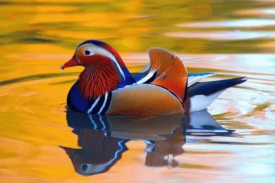 Mandarin Duck