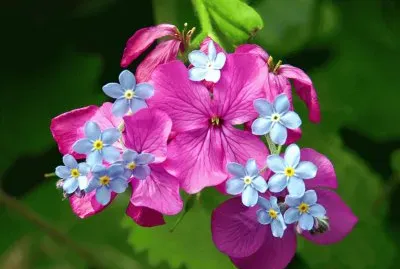 Spring Blossoms