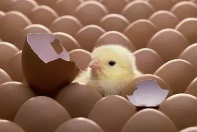 Where is the rest of my Family