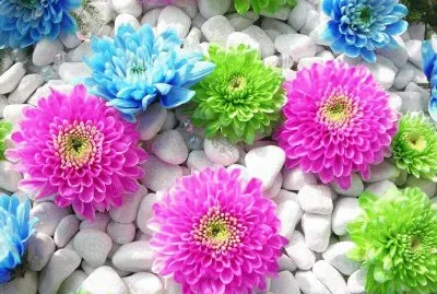 flores y piedras