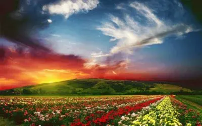 Flowerfields in the evening