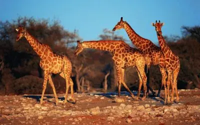 Giraffes  Tanzania