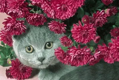 Cat with Flowers