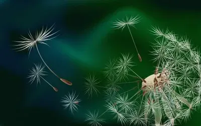 Dandelion Seeds