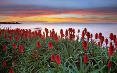 Flowers at the Red Sea