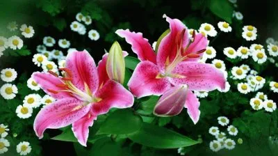 Pink Lillies and Chamomile