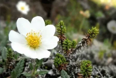 Flowers in the German Alps