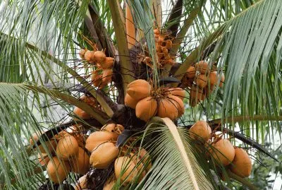 Coconut Palm
