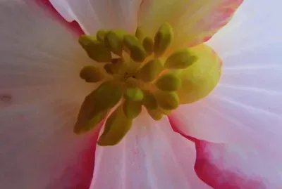 Kernel of the Flower