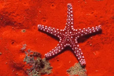 Starfish Great Barrier Reef