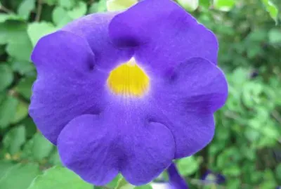 פאזל של èŠ±