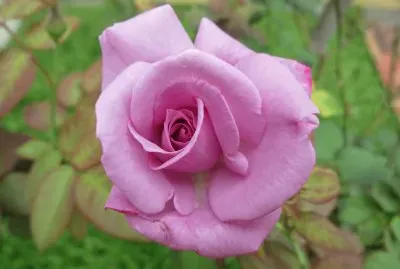 פאזל של rose