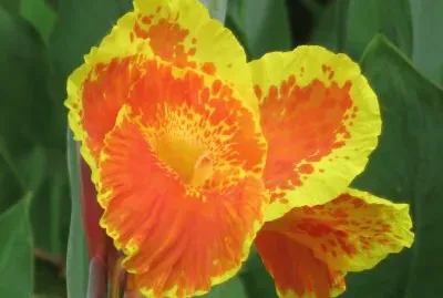 פאזל של èŠ±