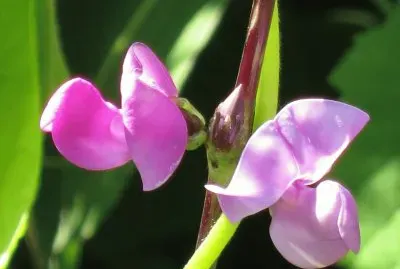 פאזל של èŠ±