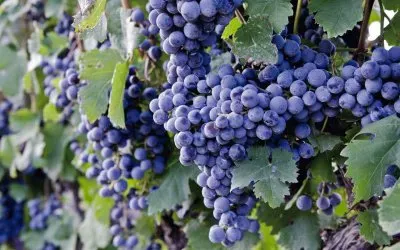 Grapes
