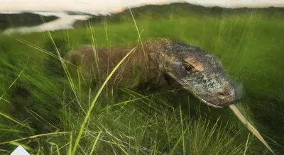 Komodo Dragon  Komodo Island  Indonesia