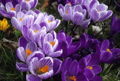 Crocus jigsaw puzzle