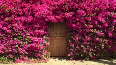 Entrance between a Flowerwall jigsaw puzzle