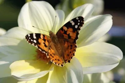 Butterfly on Flower