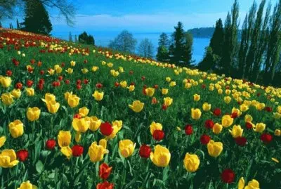 2o dez jigsaw puzzle