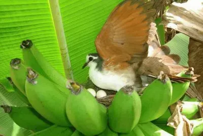Cacho de Banana com Ninho de PÃ¡ssaro