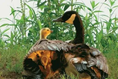 BAJO EL ALA DE MAMÃ