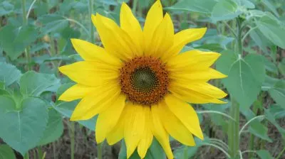 å‘æ—¥è‘µ