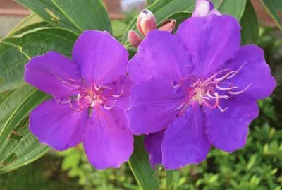 èŠ±