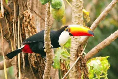 maravilloso ejemplar