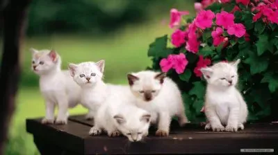 Five naughty Kittens
