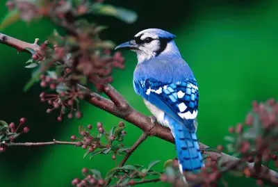 Beautiful Bird
