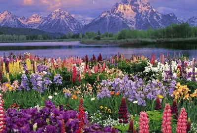 Flowerfull Background  Colorado  USA