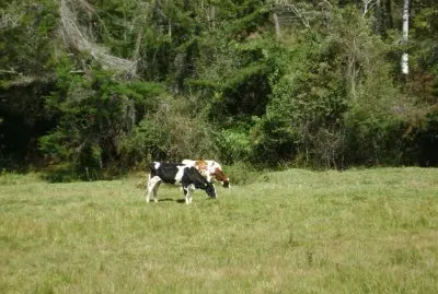 VACUNOS