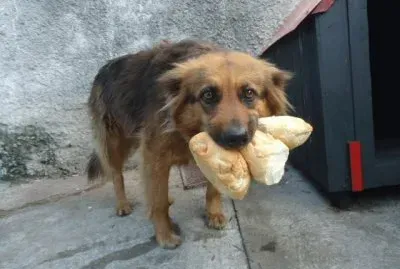 cÃ£ozinho guloso