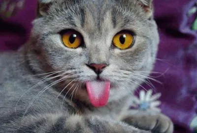 Gatinho malcriado