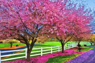 ALEGRÃA Y COLOR jigsaw puzzle