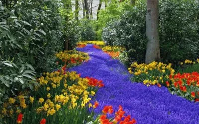 Blue Flowers Path