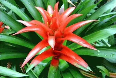 BROMELIA