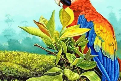 amazonas 1