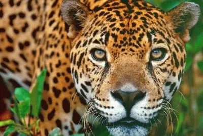 amazonas 2
