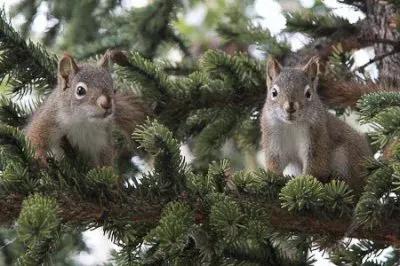 Squirrels  Klondike Yukon Canada