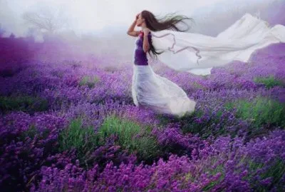 Lavender jigsaw puzzle