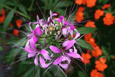 Flower   Guatemala jigsaw puzzle