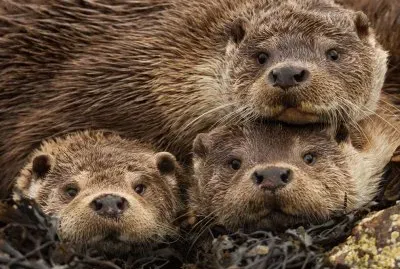 eurasian otters jigsaw puzzle