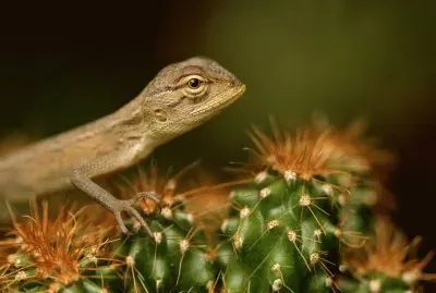 lizard in india jigsaw puzzle