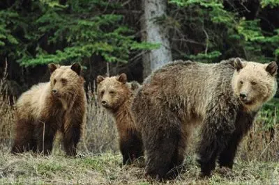 Bears in Jasper National Park  Canada