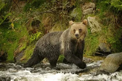 Bear in Jasper National Park  Canada