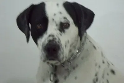 mi mejor amigo